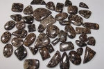 Turtella Jasper