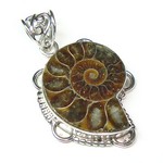Fossil (Ammonite)